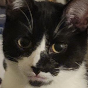 Meet your Posher, The shatting